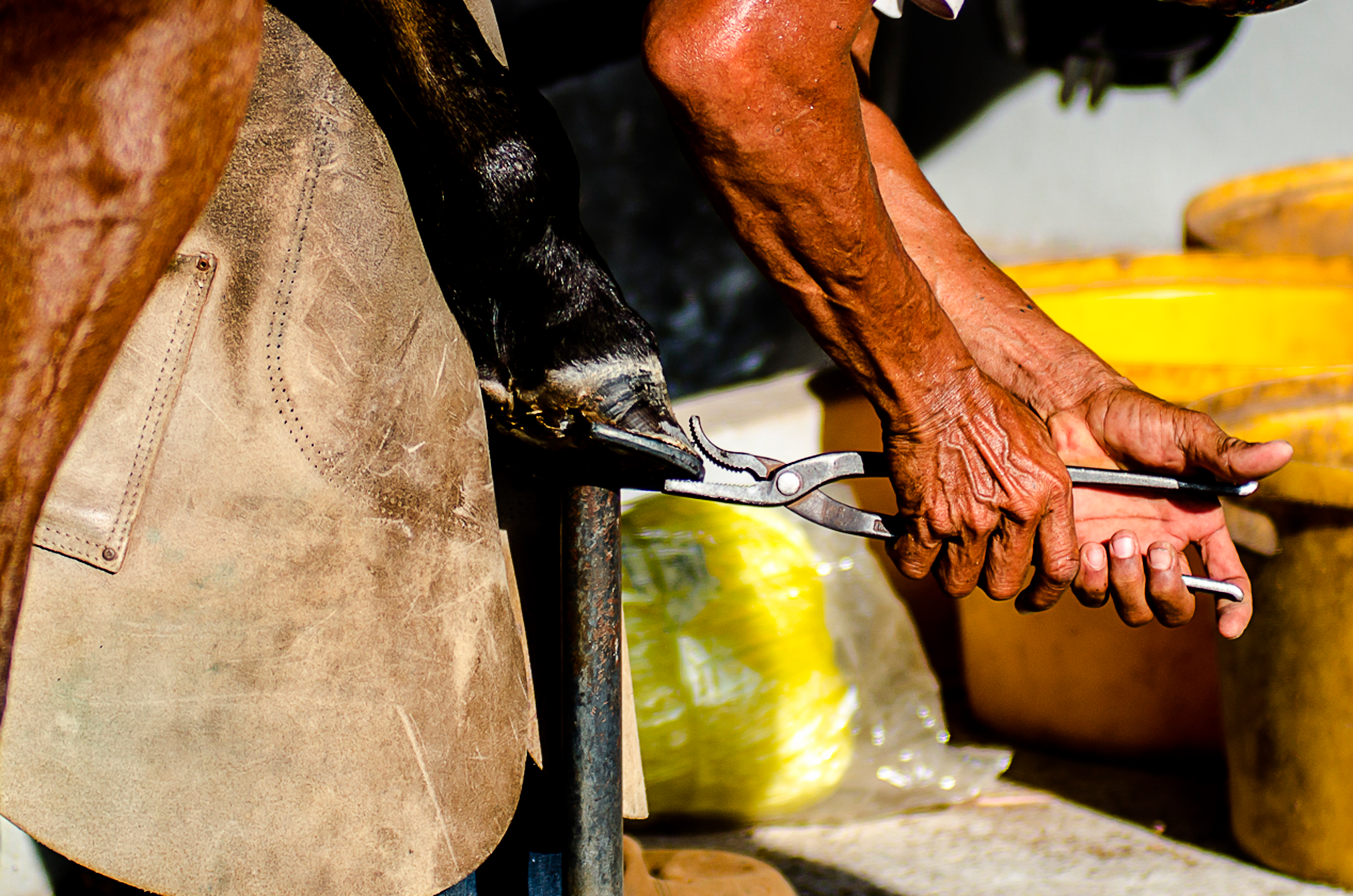 A farrier clinches the nail in a hoof