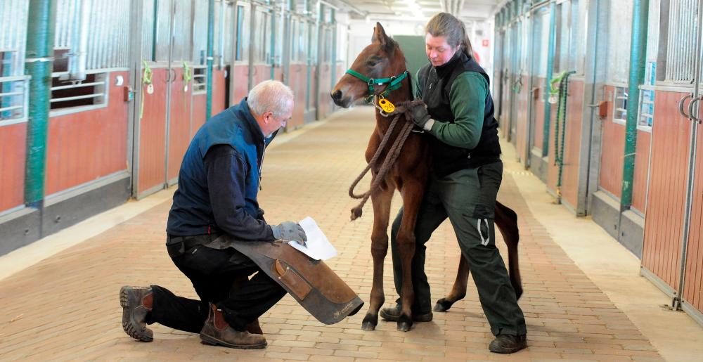 The Swedish farrier Jörgen Nordqvist examining a foal in a stable