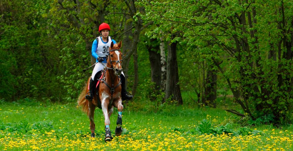 Rider in an Endurance race