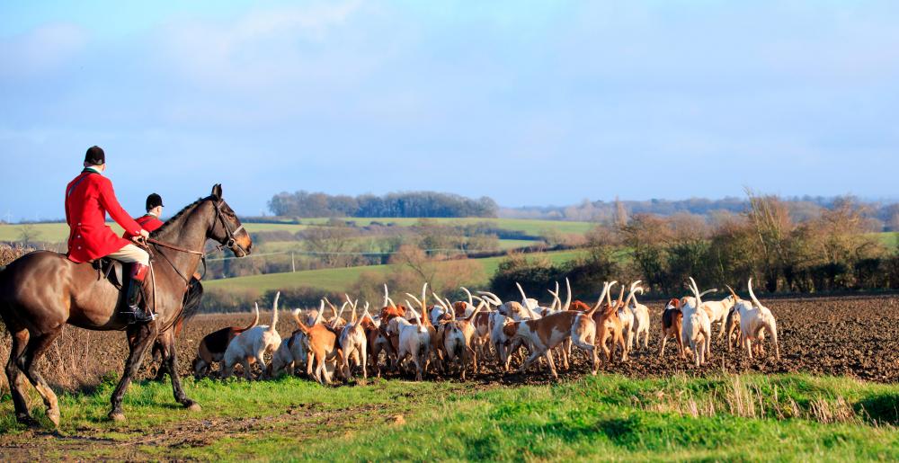 A group of fox hunters with their hounds