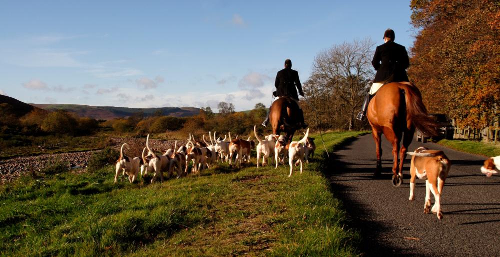 A group of fox hunters with their hounds