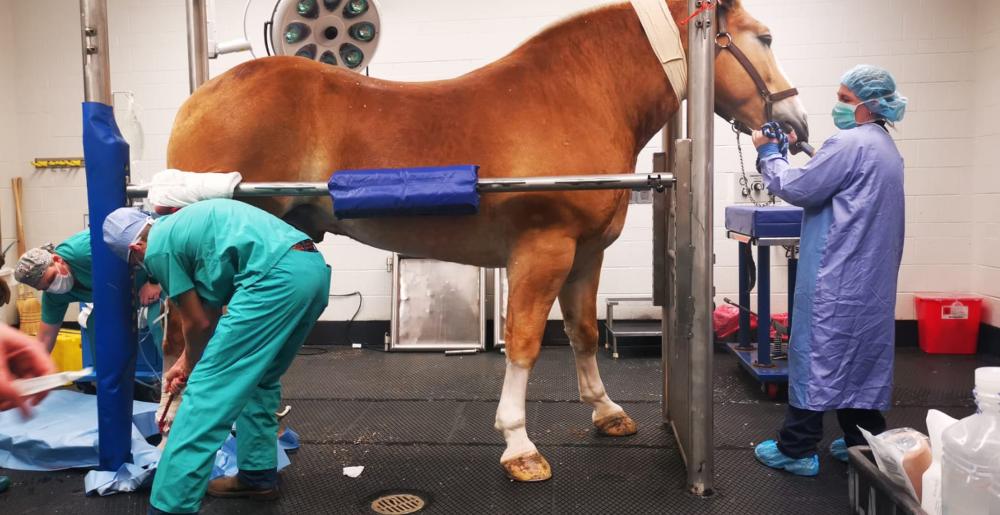 cornell university equine health students 