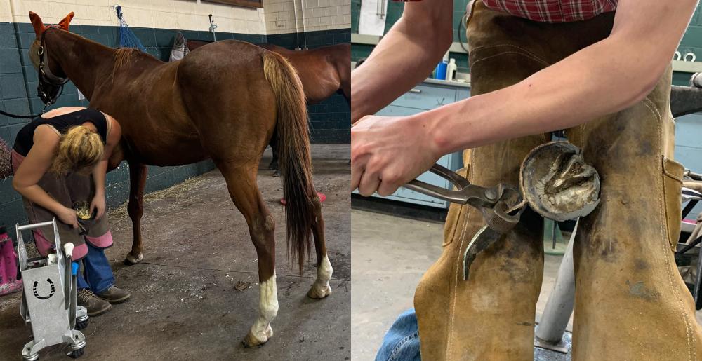 cornell university farrier school 2