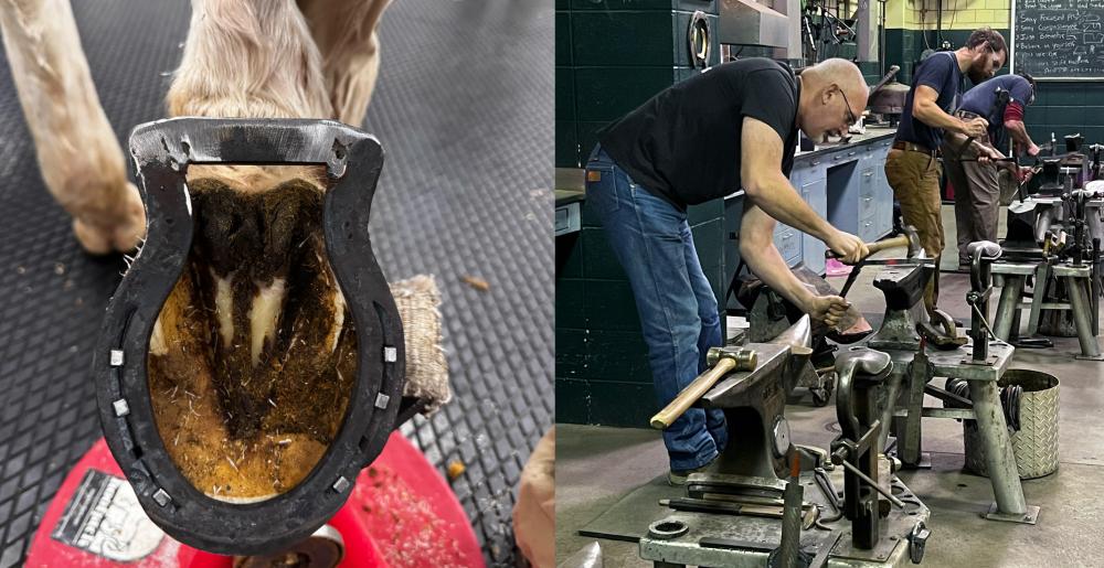 cornell university farrier program