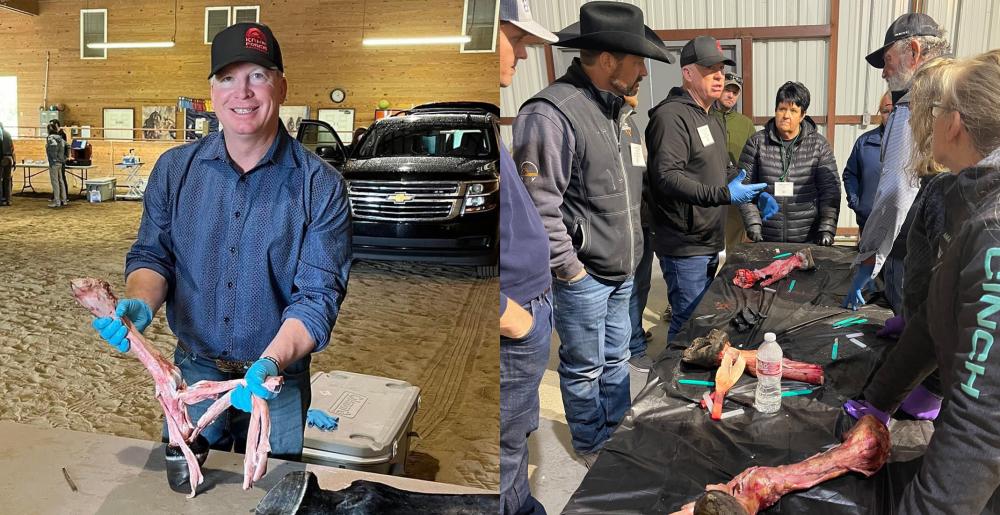 Five Star Horseshoeing School - Anatomy