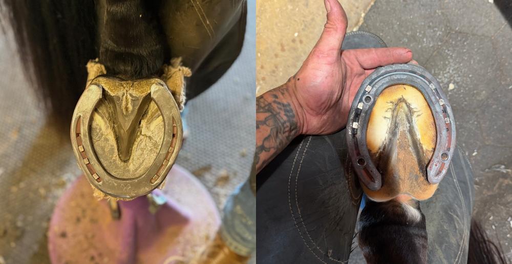 Aaron horseshoe work