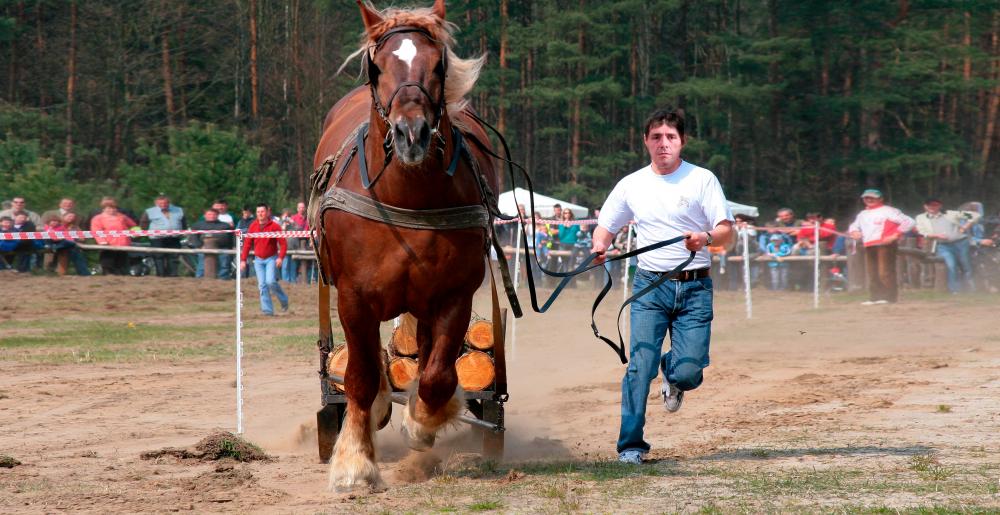 Draft horse in competition