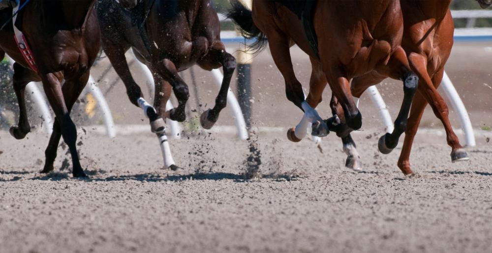 Horse legs in a Flat racing contest