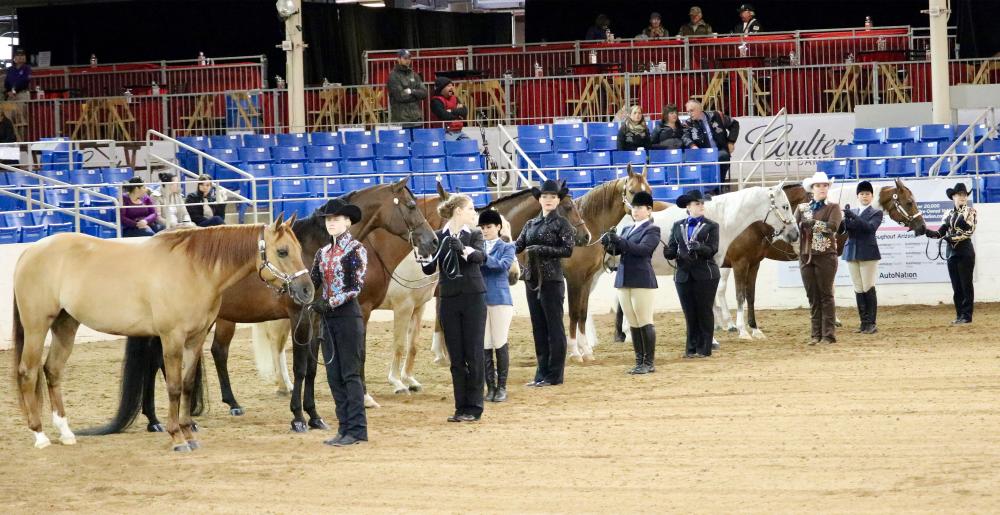 Un concurso de exhibicionismo de caballos