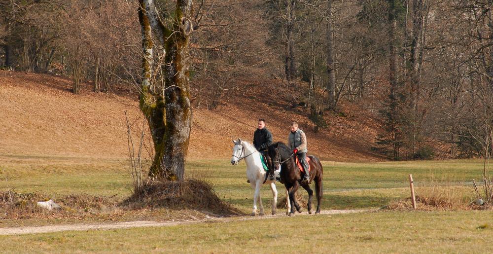 Dos jinetes en un bosque