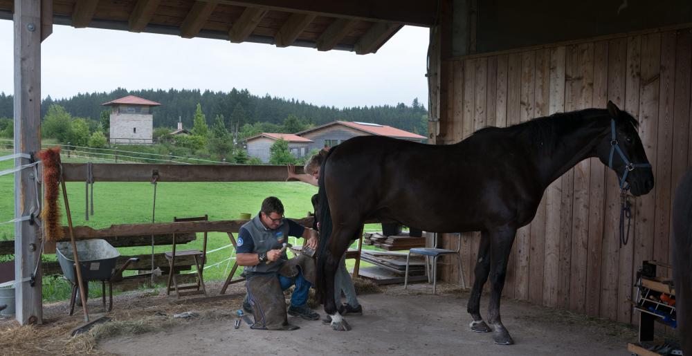 The German farrier Christoph Müller shoeing a horse