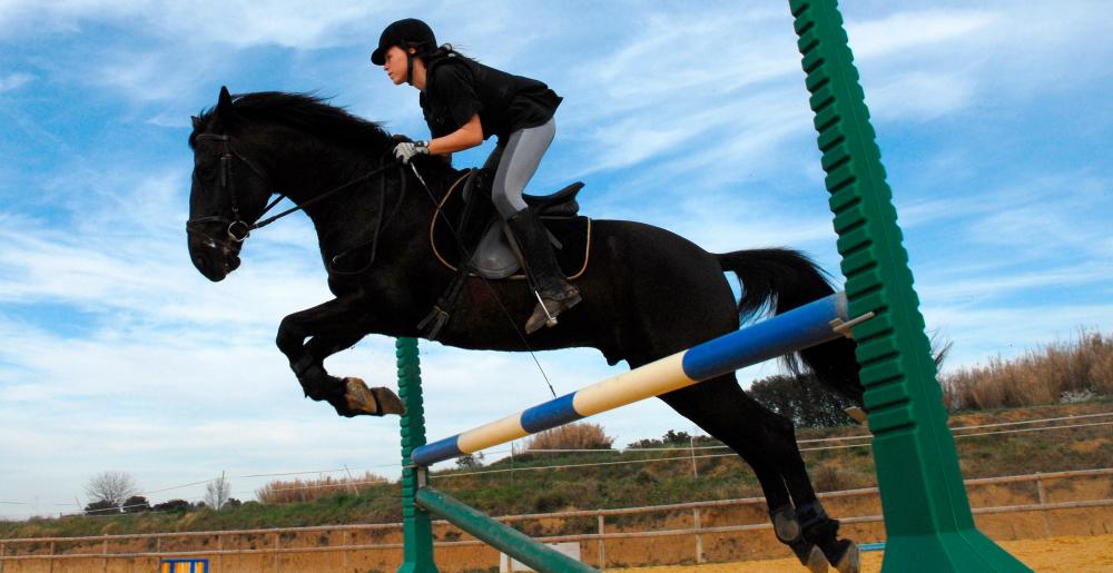 A show jumper in a training