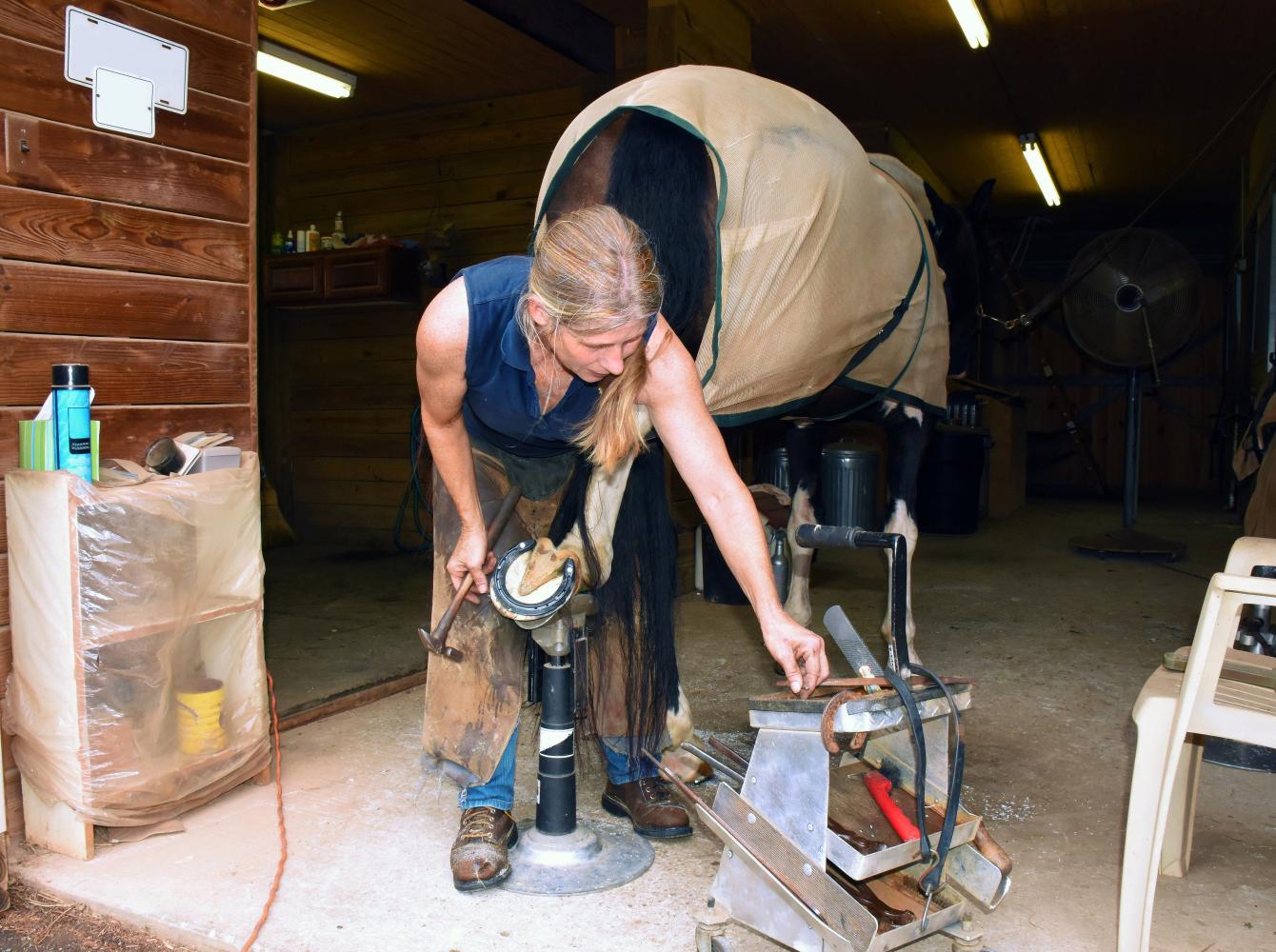 A farrier is shoeing a horse's back leg