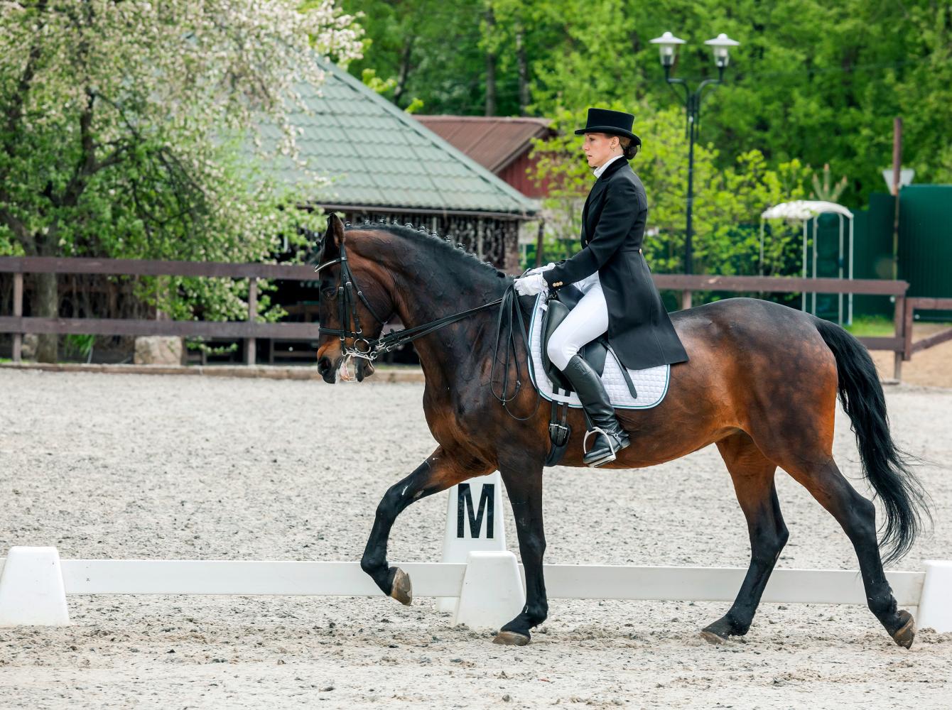 Classical dressage on sale
