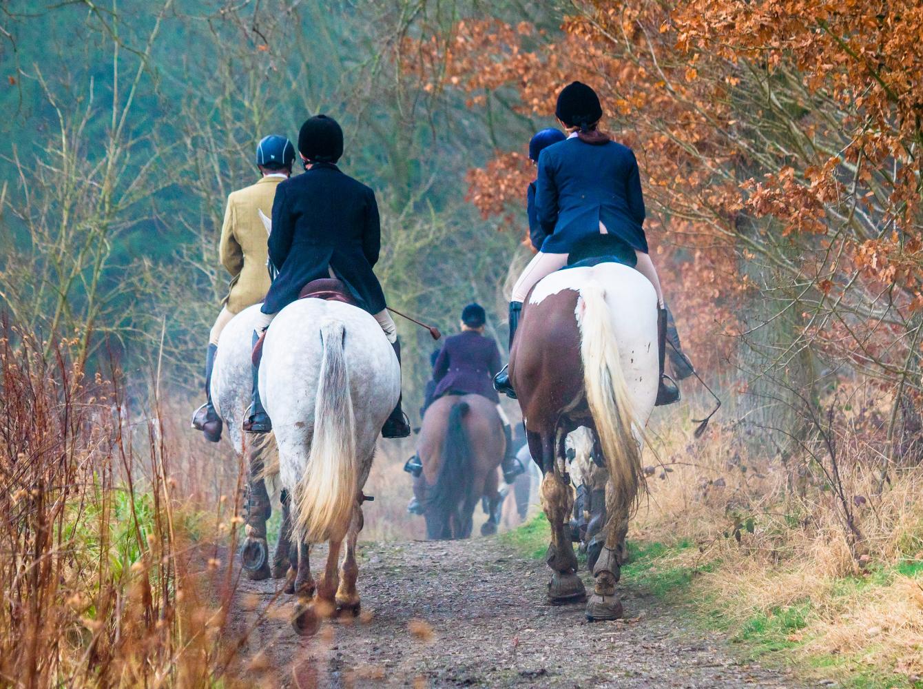 Un grupo de caballos de caza