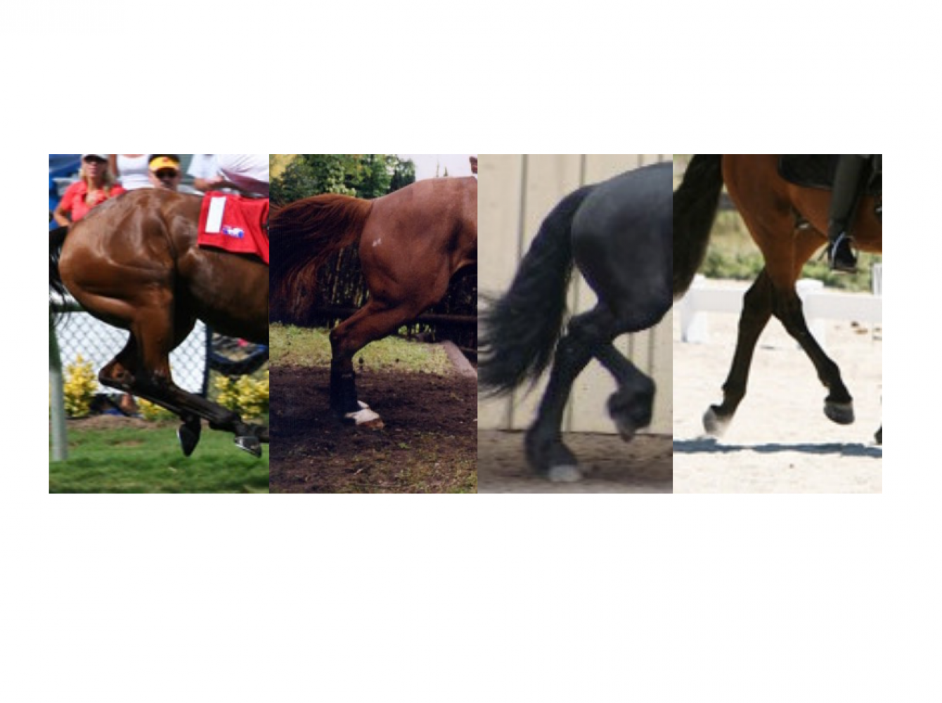 About High-Low Hoof Syndrome | Scoot Boots | Hoof Boots