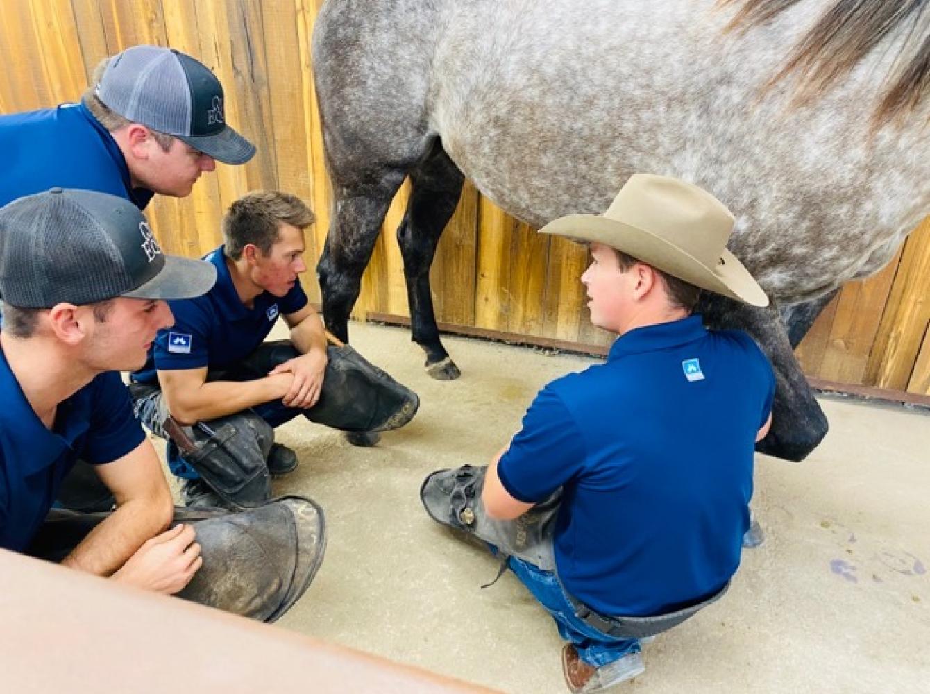 Olsen Equine Team