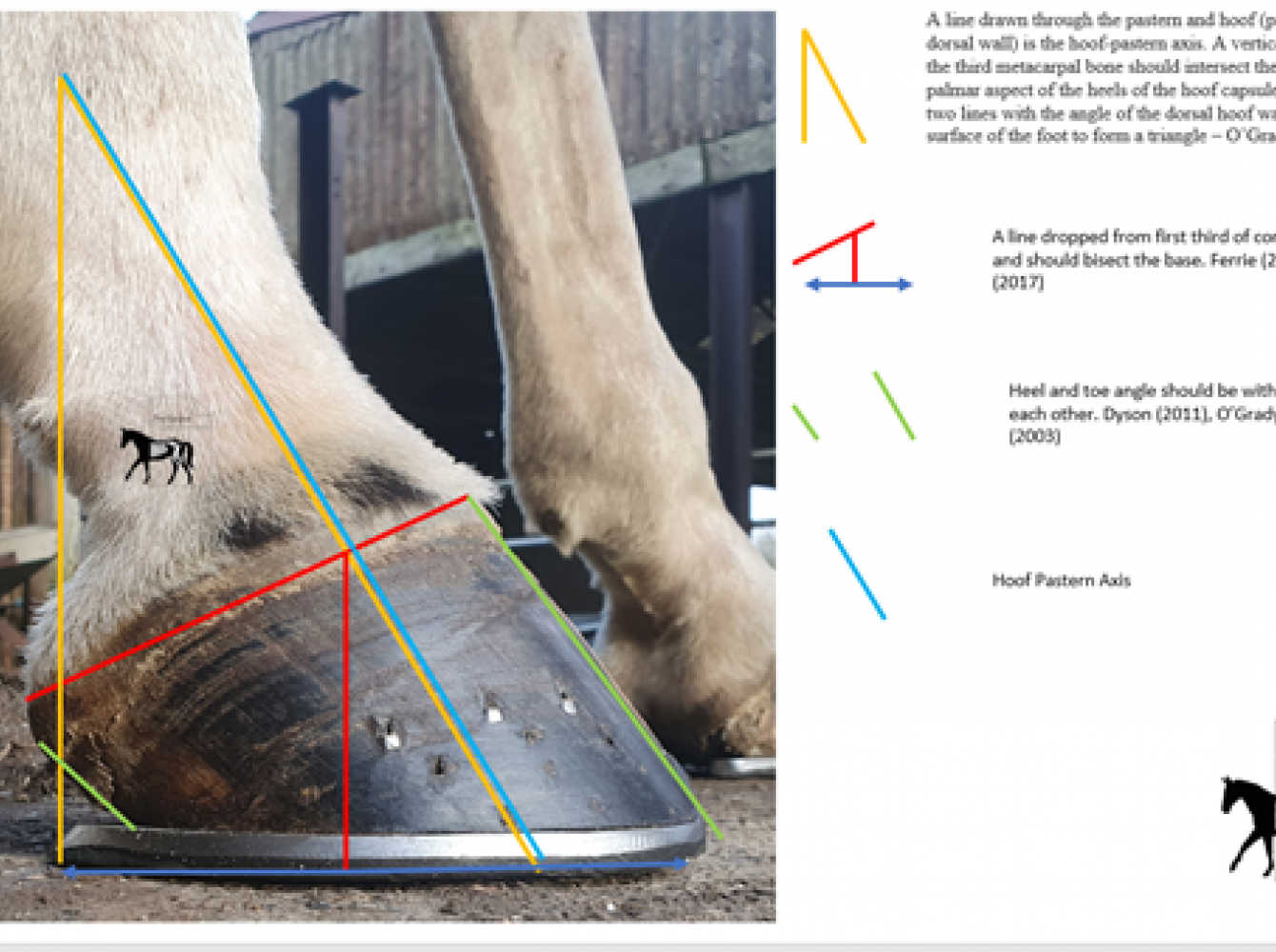 Thinking About Proportions: Leg Openings & Shoe Shapes