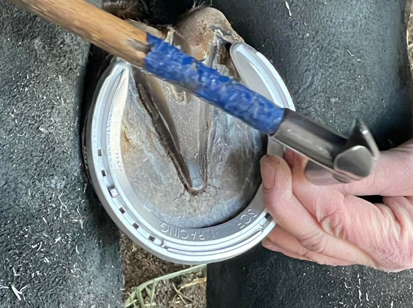 Horseshoe