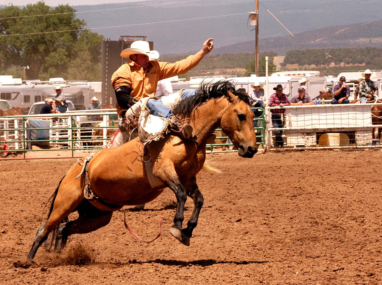 A cowboy in a bareback bronc riding contest