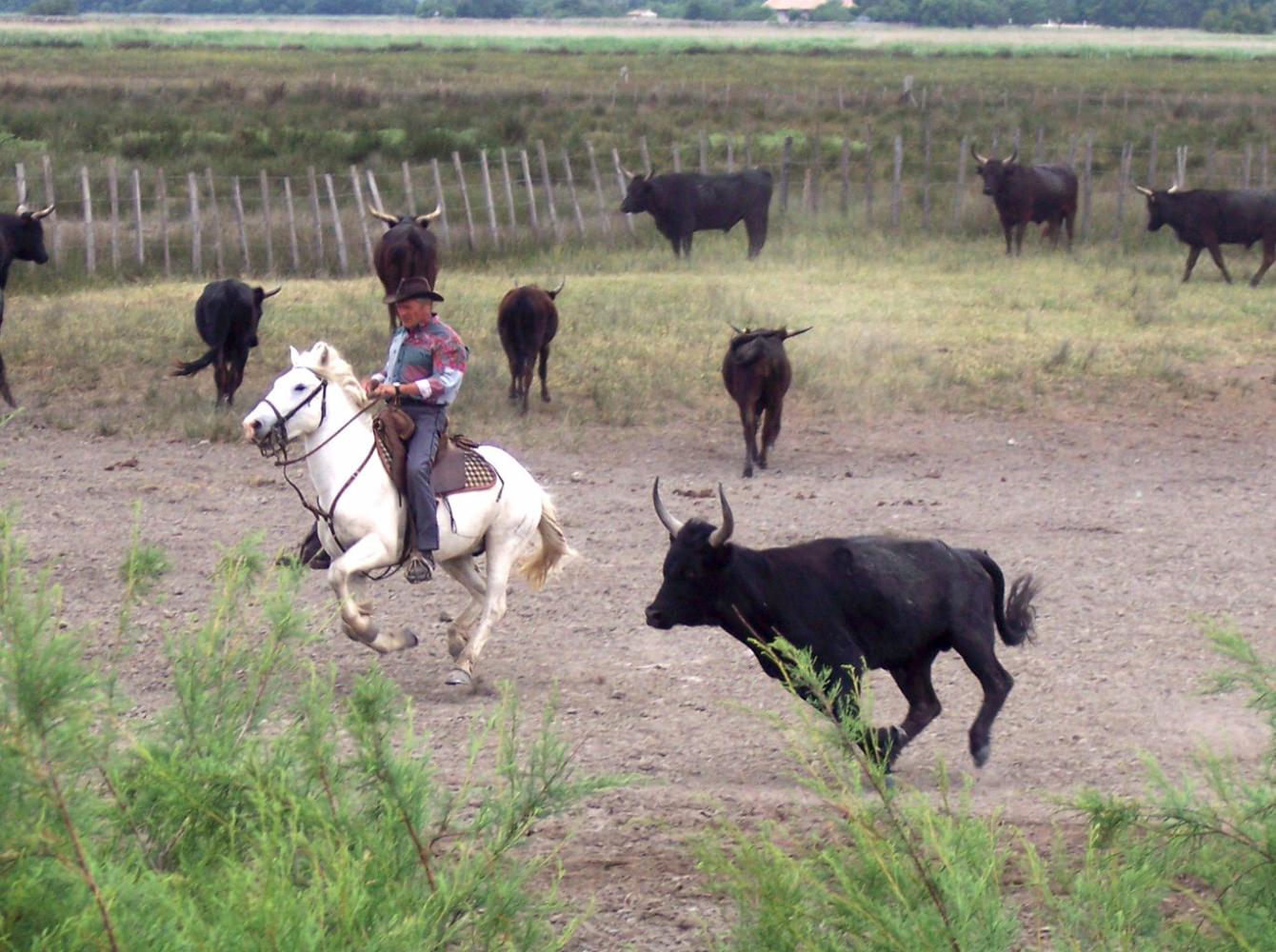 Equitación Camargue