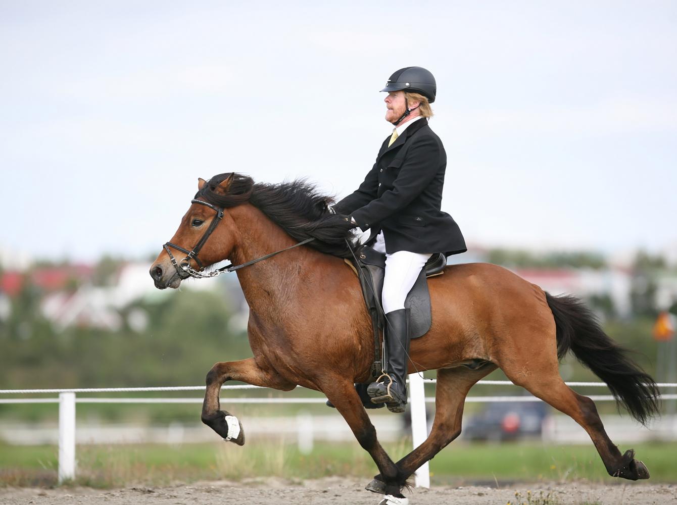 The tölt, a typical gait of the Icelandic horses