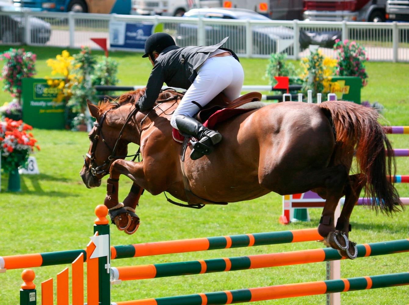 Un caballo de salto en un concurso