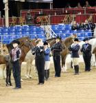 A Horse showmanship contest
