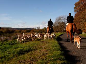 Un grupo de cazadores de zorros con sus perros