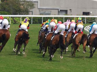 The entire field of competitors seen at the back in a Flat racing contest