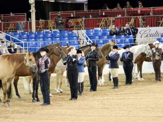 A Horse showmanship contest