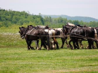 Draft horses