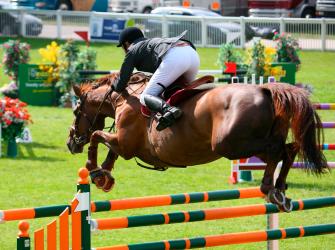 A show jumper in a contest